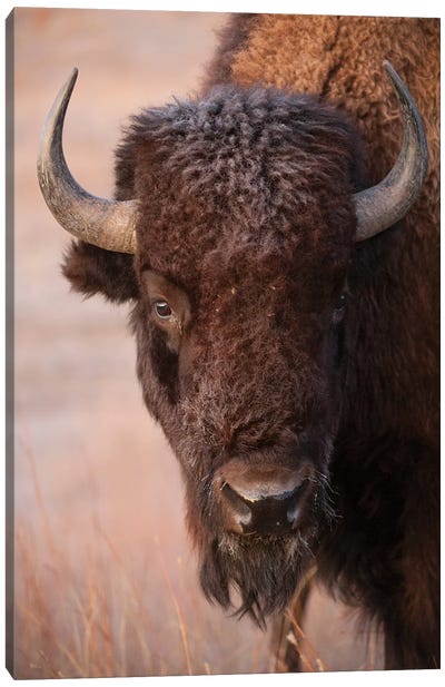 A Bison On A Ranch Near Valentine, Nebraska Canvas Art Print - Joel Sartore