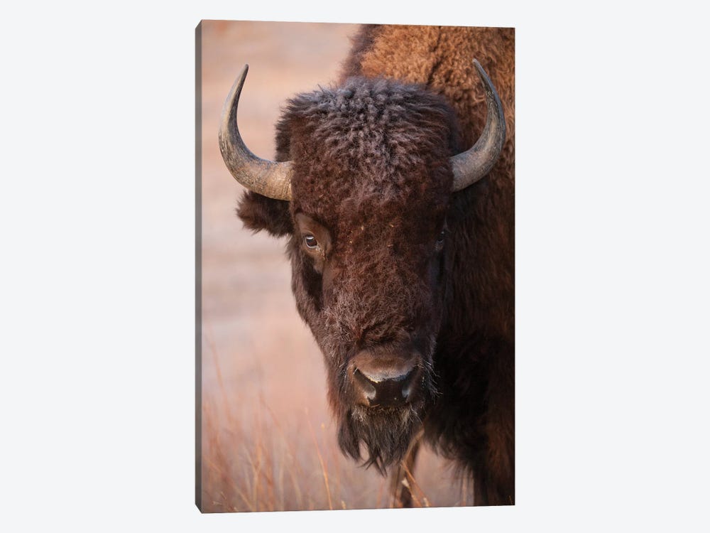 A Bison On A Ranch Near Valentine, Nebraska by Joel Sartore 1-piece Canvas Print
