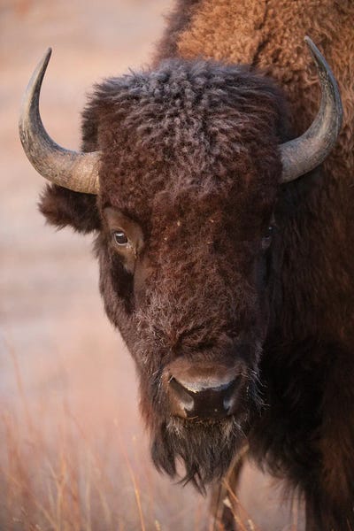 Joel Sartore: A Bison On A Ranch Near Valentine, Nebraska by Joel Sartore