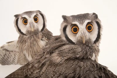Northern White-Faced Owls Named Gizmo And Dobby, At The Cincinnati Zoo by Joel Sartore art print