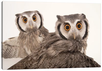 Northern White-Faced Owls Named Gizmo And Dobby, At The Cincinnati Zoo Canvas Art Print - Joel Sartore
