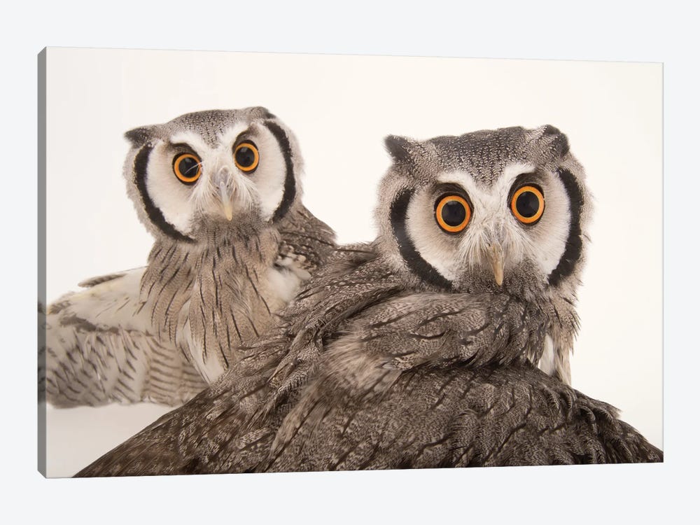Northern White-Faced Owls Named Gizmo And Dobby, At The Cincinnati Zoo by Joel Sartore 1-piece Canvas Wall Art