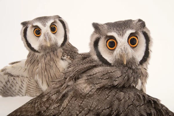 Joel Sartore: Northern White-Faced Owls Named Gizmo And Dobby, At The Cincinnati Zoo by Joel Sartore
