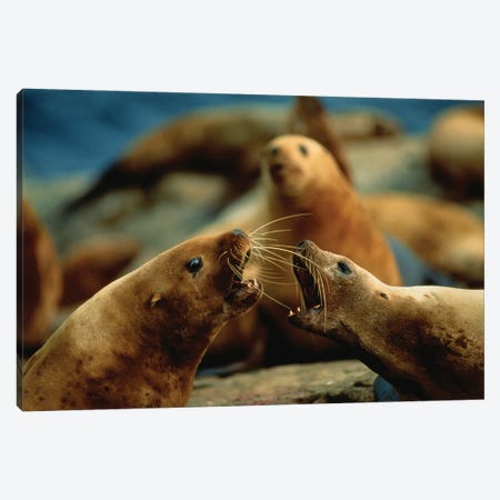 Nose-To-Nose, Two Steller Sea Lion Cows Argue Over Territory Canvas Print #SRR301} by Joel Sartore Canvas Art Print