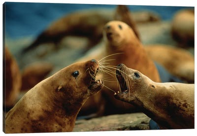 Nose-To-Nose, Two Steller Sea Lion Cows Argue Over Territory Canvas Art Print
