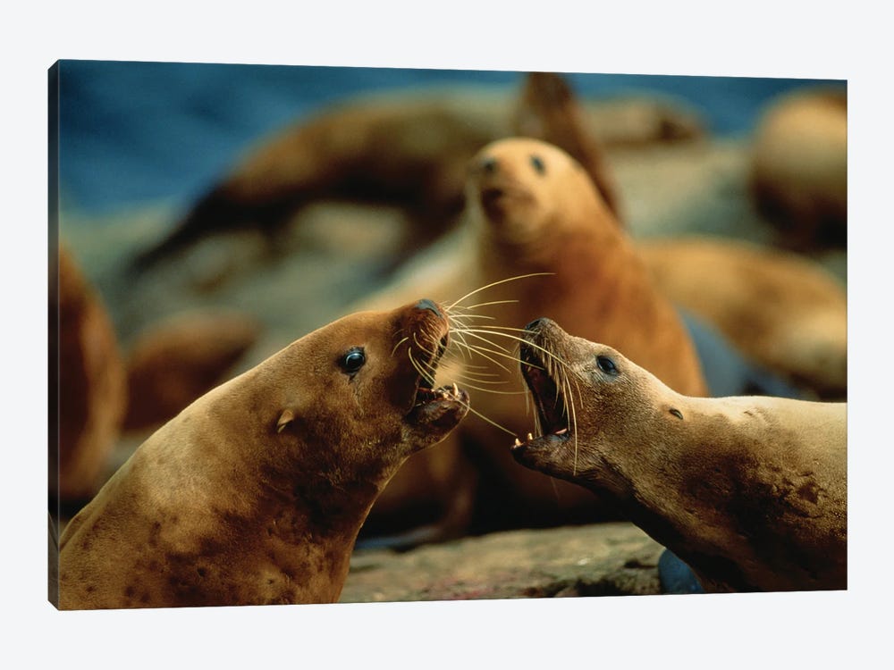 Nose-To-Nose, Two Steller Sea Lion Cows Argue Over Territory by Joel Sartore 1-piece Art Print