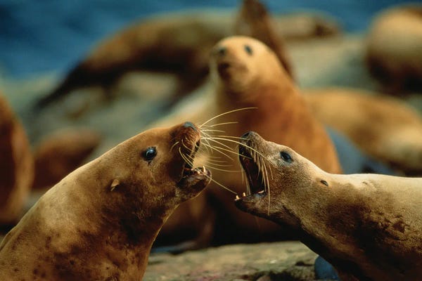 Sea Lions: Nose-To-Nose, Two Steller Sea Lion Cows Argue Over Territory by Joel Sartore