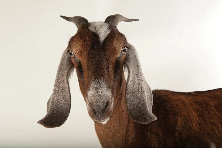 Nubian Goat At The Lincoln Children's Zoo by Joel Sartore wall art