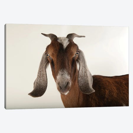 Nubian Goat At The Lincoln Children's Zoo Canvas Print #SRR302} by Joel Sartore Canvas Art Print