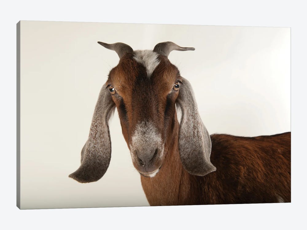 Nubian Goat At The Lincoln Children's Zoo by Joel Sartore 1-piece Canvas Artwork