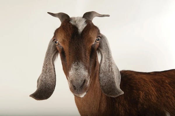 Goats: Nubian Goat At The Lincoln Children's Zoo by Joel Sartore