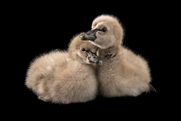One-Day-Old Black Swans At Sylvan Heights Bird Park I