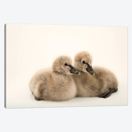 One-Day-Old Black Swans At Sylvan Heights Bird Park II Canvas Print #SRR304} by Joel Sartore Canvas Wall Art