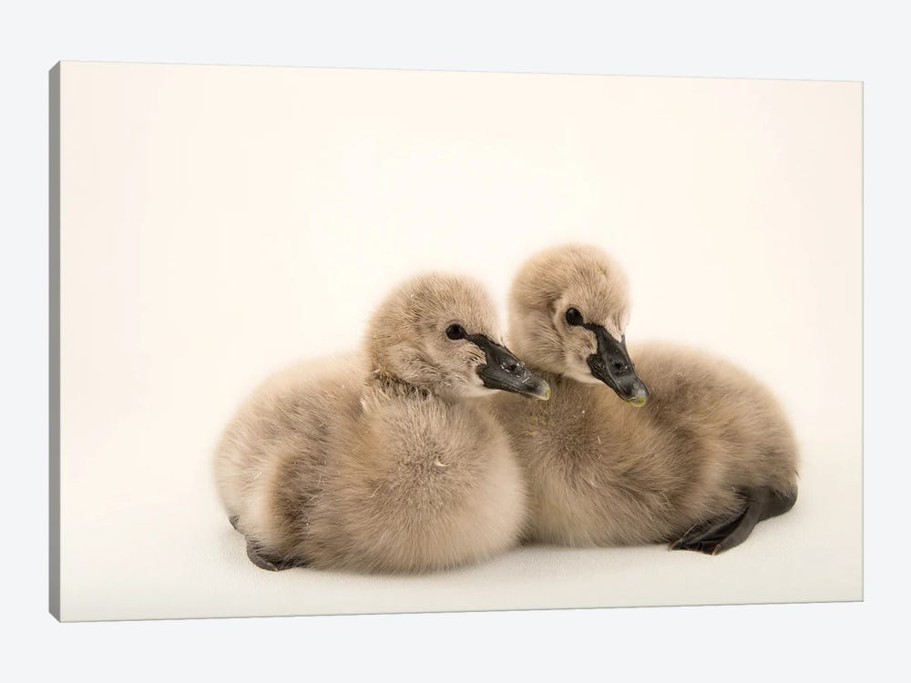 One-Day-Old Black Swans At Sylvan Heights Bird Park II by Joel Sartore 1-piece Canvas Wall Art