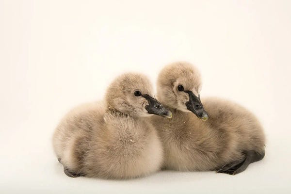 One-Day-Old Black Swans At Sylvan Heights Bird Park II