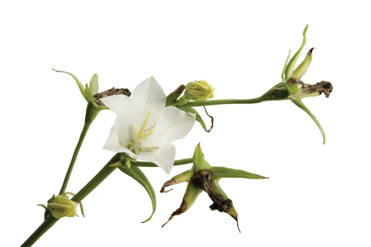 Peach-Leaf Bellflower In Crosslake, Minnesota by Joel Sartore wall art