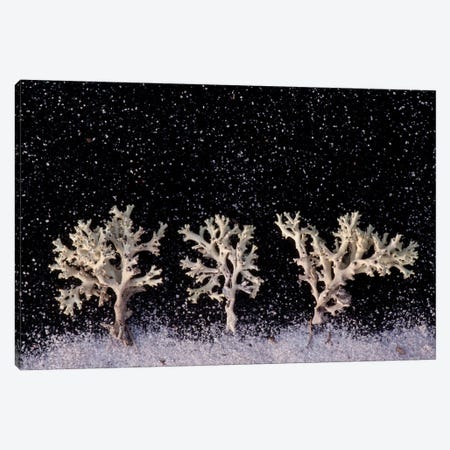 Perforate Reindeer Lichen Appear As White Trees Under Snowfall Canvas Print #SRR306} by Joel Sartore Canvas Artwork