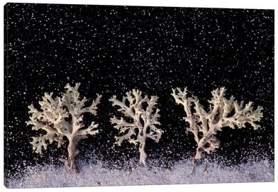 Perforate Reindeer Lichen Appear As White Trees Under Snowfall Canvas Art Print - Joel Sartore