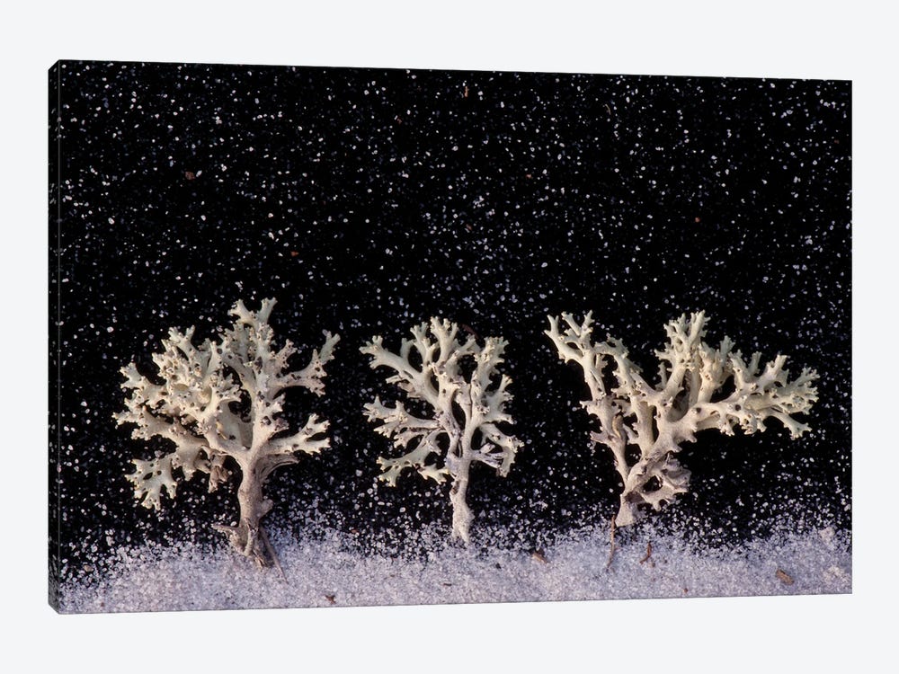 Perforate Reindeer Lichen Appear As White Trees Under Snowfall by Joel Sartore 1-piece Canvas Wall Art