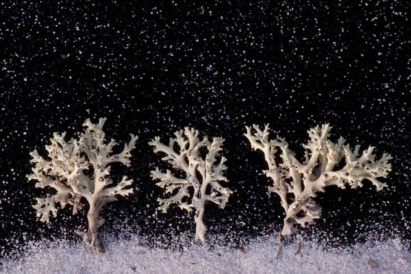 Perforate Reindeer Lichen Appear As White Trees Under Snowfall