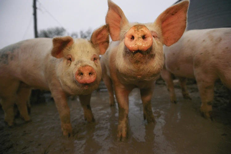 Pigs Lift Their Heads In Response To The Camera