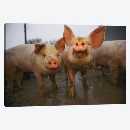 Pigs Lift Their Heads In Response To The Camera Canvas Print #SRR307} by Joel Sartore Canvas Art