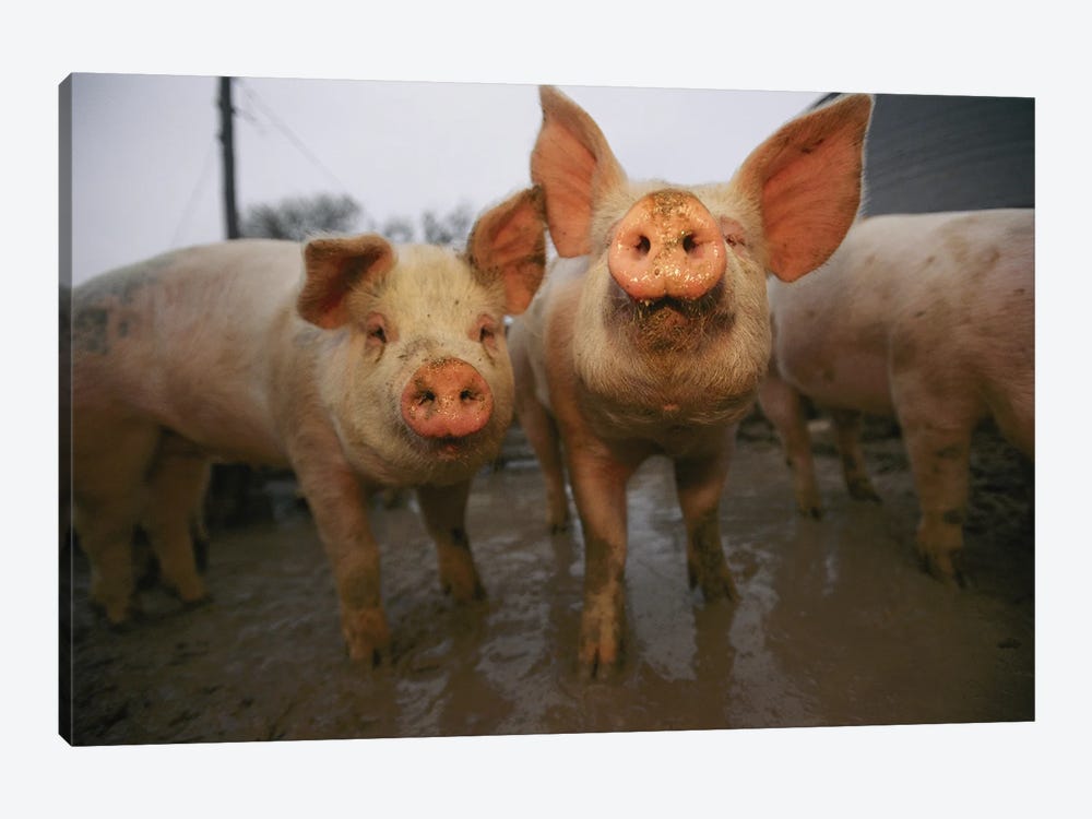 Pigs Lift Their Heads In Response To The Camera by Joel Sartore 1-piece Art Print