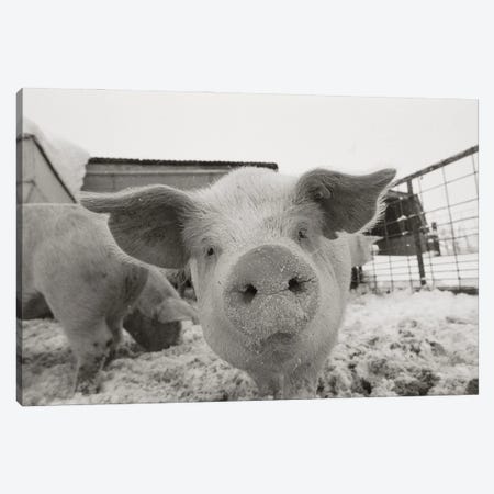 Portrait Of A Young Pig In A Snow Dusted Animal Pen Canvas Print #SRR308} by Joel Sartore Canvas Art Print