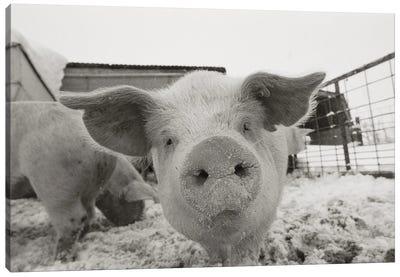 Portrait Of A Young Pig In A Snow Dusted Animal Pen Canvas Art Print