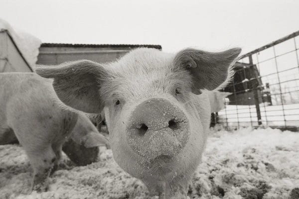 Joel Sartore: Portrait Of A Young Pig In A Snow Dusted Animal Pen by Joel Sartore
