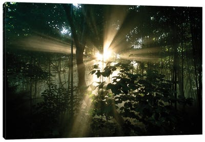 Rays Of Sunlight Filter Through Trees In Cincinnati, Ohio Canvas Art Print - Ohio Art