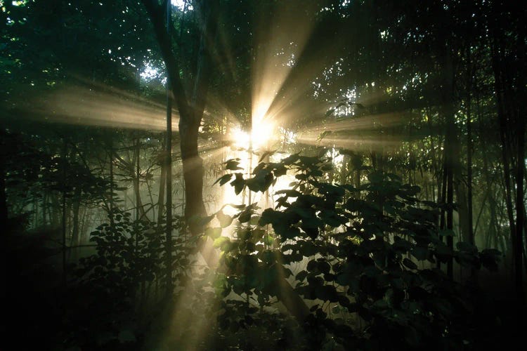 Rays Of Sunlight Filter Through Trees In Cincinnati, Ohio