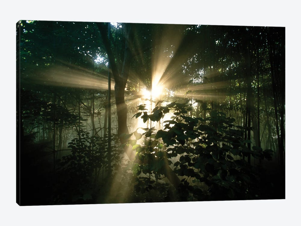 Rays Of Sunlight Filter Through Trees In Cincinnati, Ohio by Joel Sartore 1-piece Canvas Print