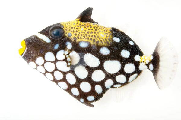 Joel Sartore: A Clown Triggerfish At Pure Aquariums by Joel Sartore