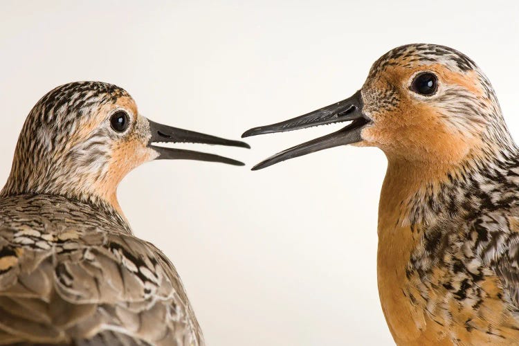 Red Knots A Bird Species In Rapid Population Decline