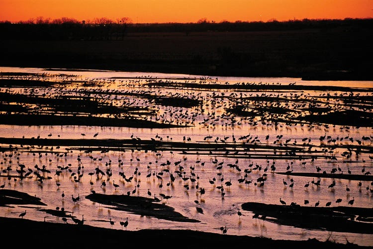 Sandhill Cranes Roost Along The Platte River Near Kearney, Nebraska