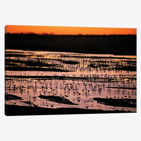 Sandhill Cranes Roost Along The Platte River Near Kearney, Nebraska Canvas Print #SRR311} by Joel Sartore Canvas Artwork