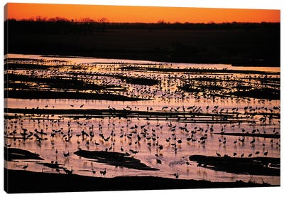 Sandhill Cranes Roost Along The Platte River Near Kearney, Nebraska Canvas Art Print - Nebraska