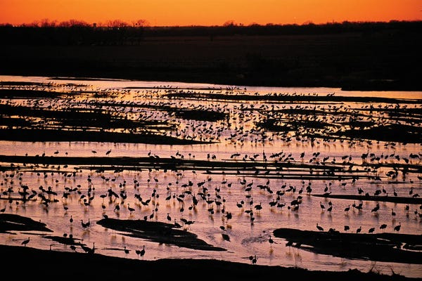 Sandhill Cranes Roost Along The Platte River Near Kearney, Nebraska