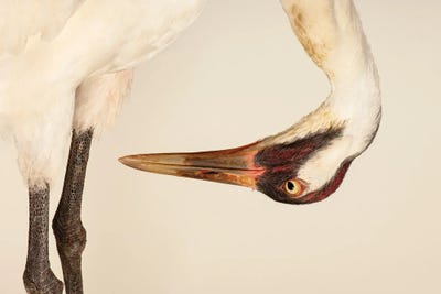 Sara, The Endangered And Federally Endangered Whooping Crane , At The Audubon Center For Research Of Endangered Species by Joel Sartore framed canvas print