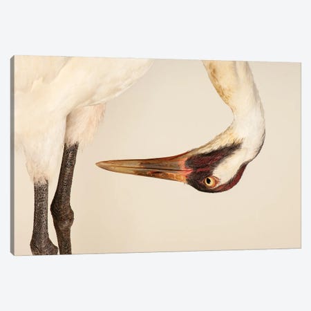 Sara, The Endangered And Federally Endangered Whooping Crane , At The Audubon Center For Research Of Endangered Species Canvas Print #SRR313} by Joel Sartore Canvas Wall Art
