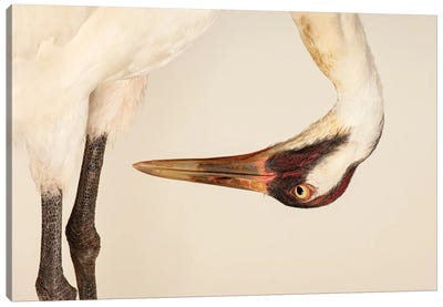 Sara, The Endangered And Federally Endangered Whooping Crane , At The Audubon Center For Research Of Endangered Species Canvas Art Print - Joel Sartore
