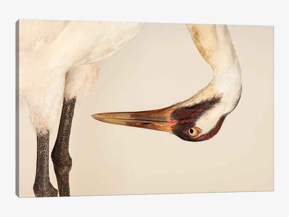 Sara, The Endangered And Federally Endangered Whooping Crane , At The Audubon Center For Research Of Endangered Species by Joel Sartore 1-piece Canvas Artwork