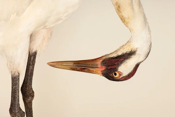 Wildlife Conservation: Sara, The Endangered And Federally Endangered Whooping Crane , At The Audubon Center For Research Of Endangered Species by Joel Sartore