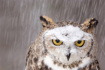 Snow Falls On A Captive Great Horned Owl At Raptor Recovery Center, In Elmwood, Nebraska by Joel Sartore canvas print