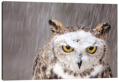 Snow Falls On A Captive Great Horned Owl At Raptor Recovery Center, In Elmwood, Nebraska Canvas Art Print - Joel Sartore