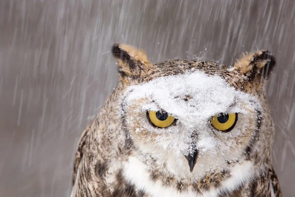 Snow Falls On A Captive Great Horned Owl At Raptor Recovery Center, In Elmwood, Nebraska