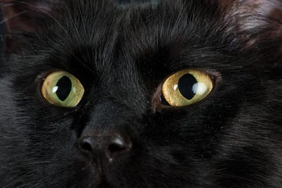 Studio Portrait Of A Cat Named Amadeus Wolfgang Meowzart by Joel Sartore canvas print