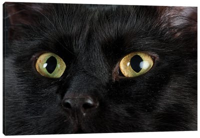 Studio Portrait Of A Cat Named Amadeus Wolfgang Meowzart Canvas Art Print - Joel Sartore