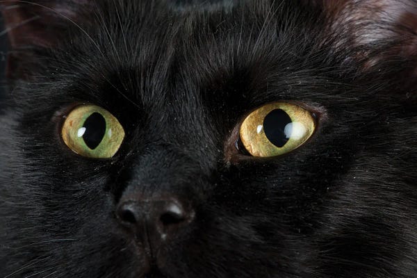 Joel Sartore: Studio Portrait Of A Cat Named Amadeus Wolfgang Meowzart by Joel Sartore